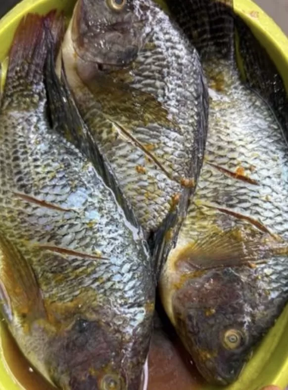 Ikan Jaer Marinasi Tanggung